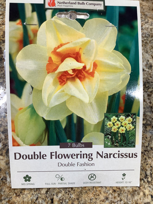 DOUBLE FLOWERING NARCISSUS DOUBLE FASHION