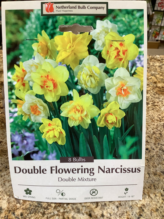 DOUBLE FLOWERING NARCISSUS DOUBLE MIXTURE