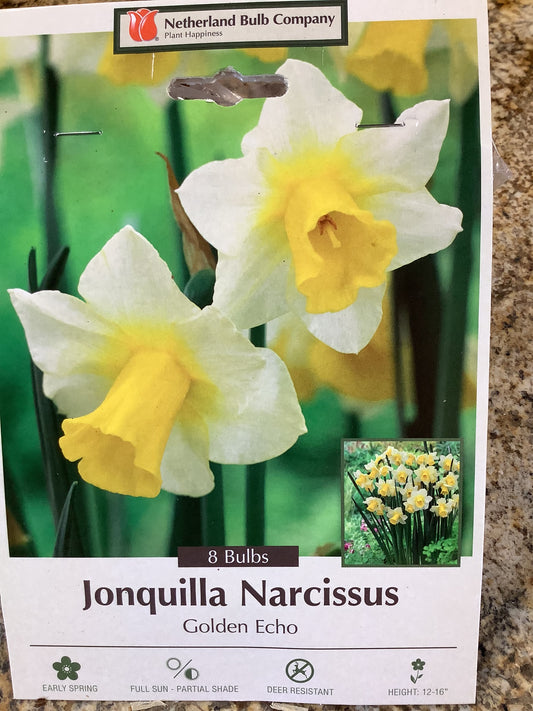 JONQUILLA NARCISSUS GOLDEN ECHO