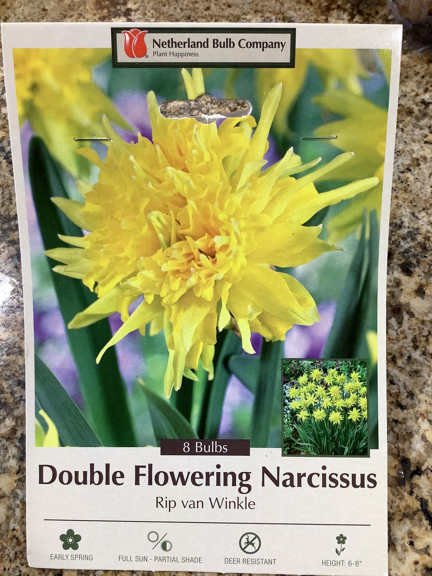 DOUBLE FLOWERING NARCISSUS RIP VAN WINKLE