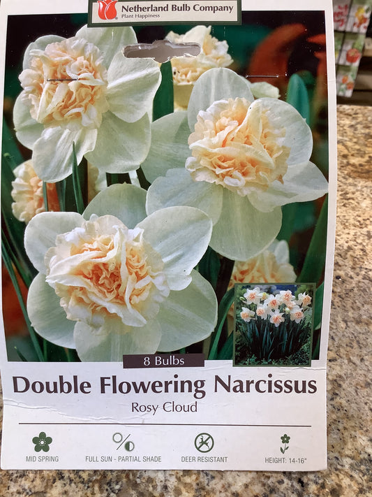 DOUBLE FLOWERING NARCISSUS ROSY CLOUD