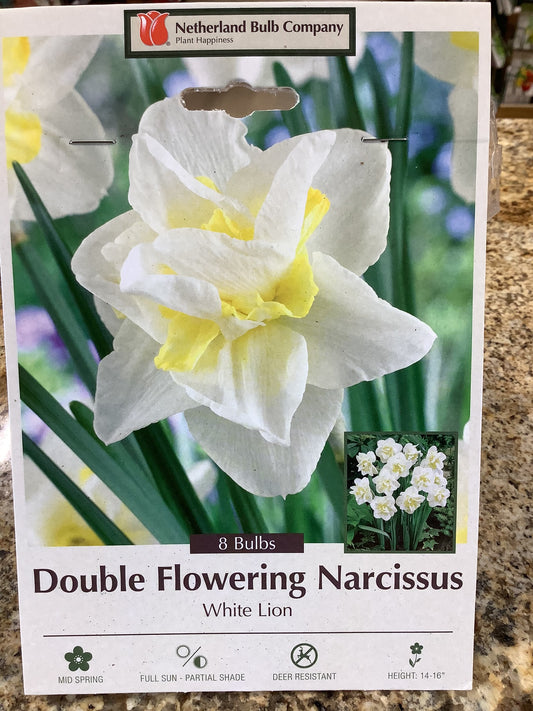 DOUBLE FLOWERING NARCISSUS WHITE LION