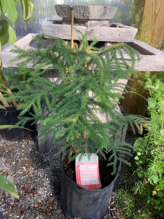 Norfolk Pine 8"