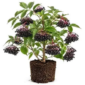 Bob Gordon Elderberry Shrub- 1 Gallon