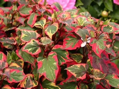 Houttuynia Chamelon