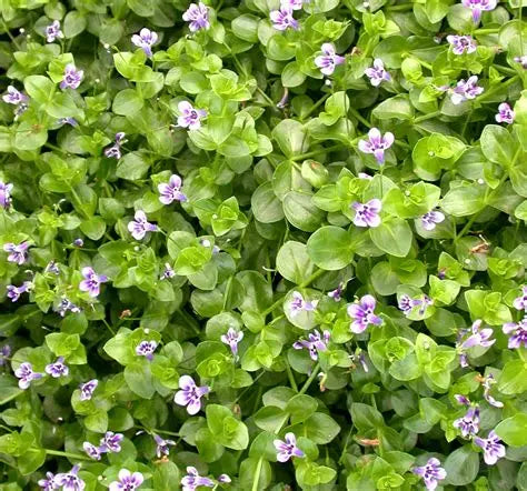 Lindernia Blue Moneywort