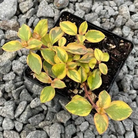 Lysimachia Outback Sunset
