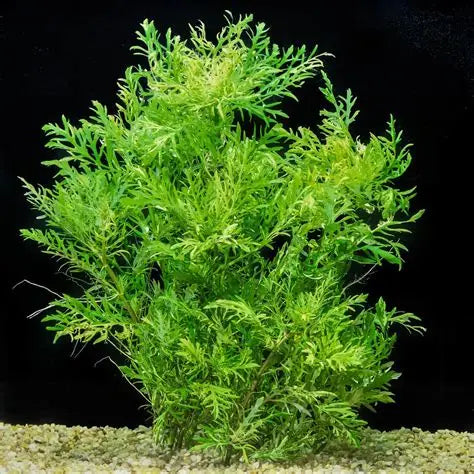Hygrophila Difformis Water Wisteria