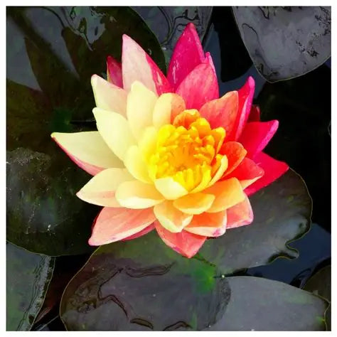 Waterlily- Wanvisa