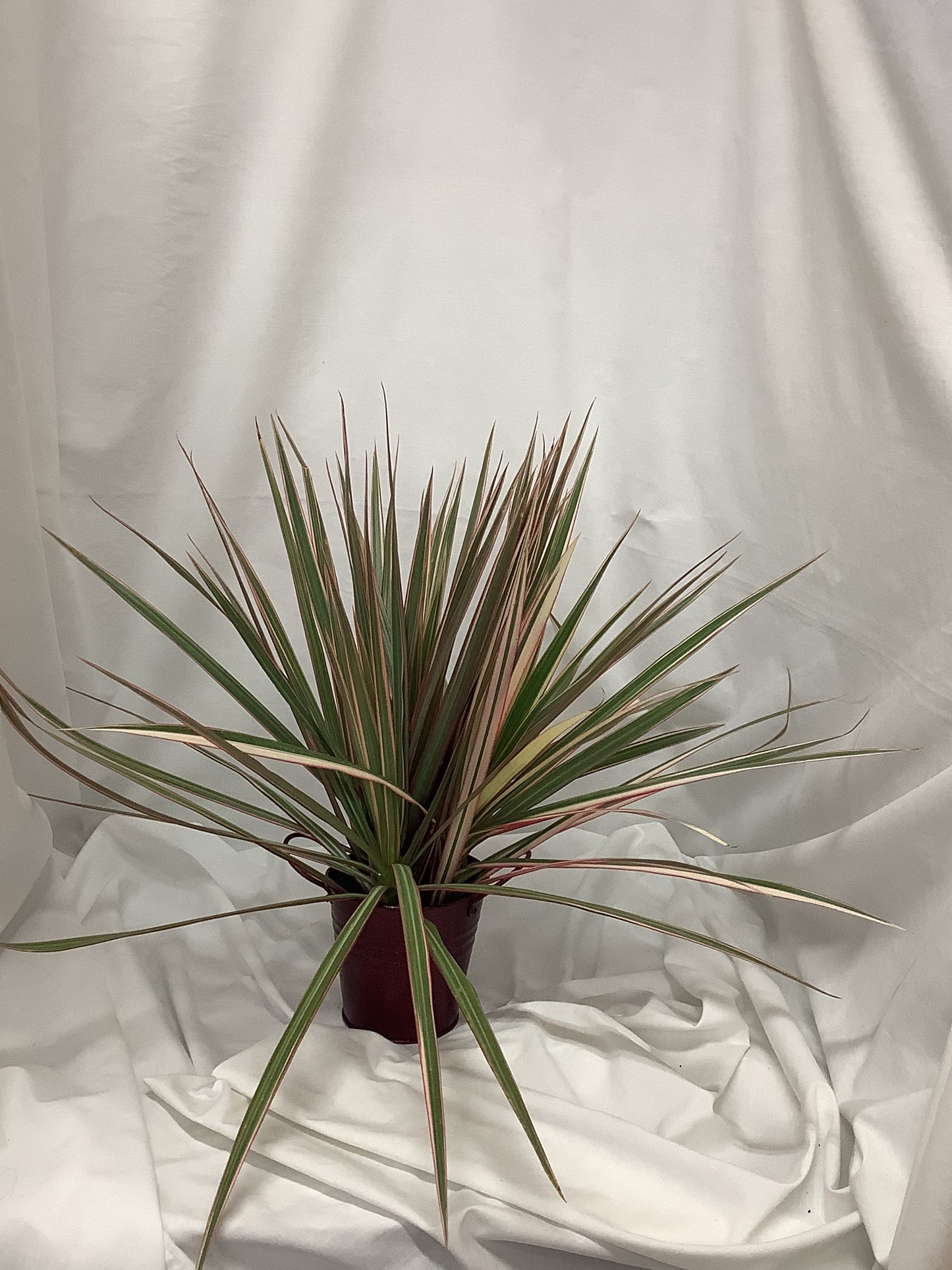 Oyster plant "Tradescantia spathacea" 4"