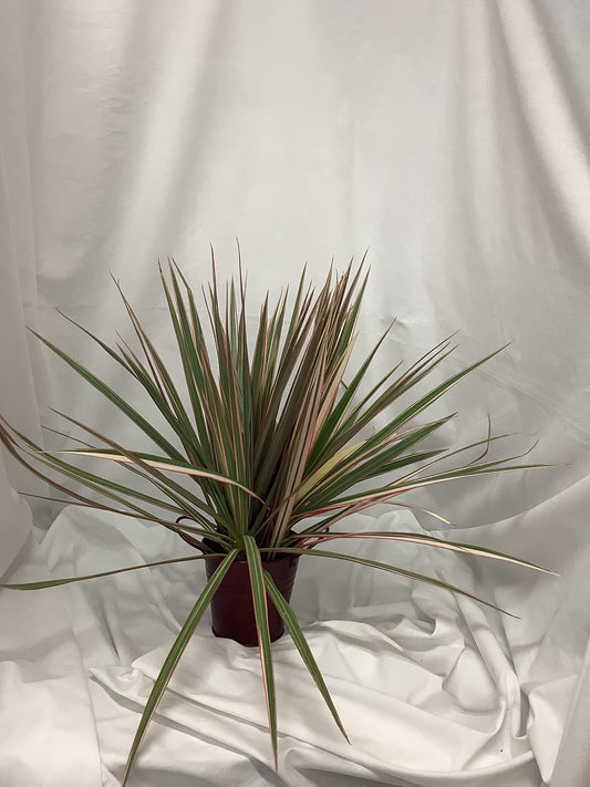 Oyster plant "Tradescantia spathacea" 4"