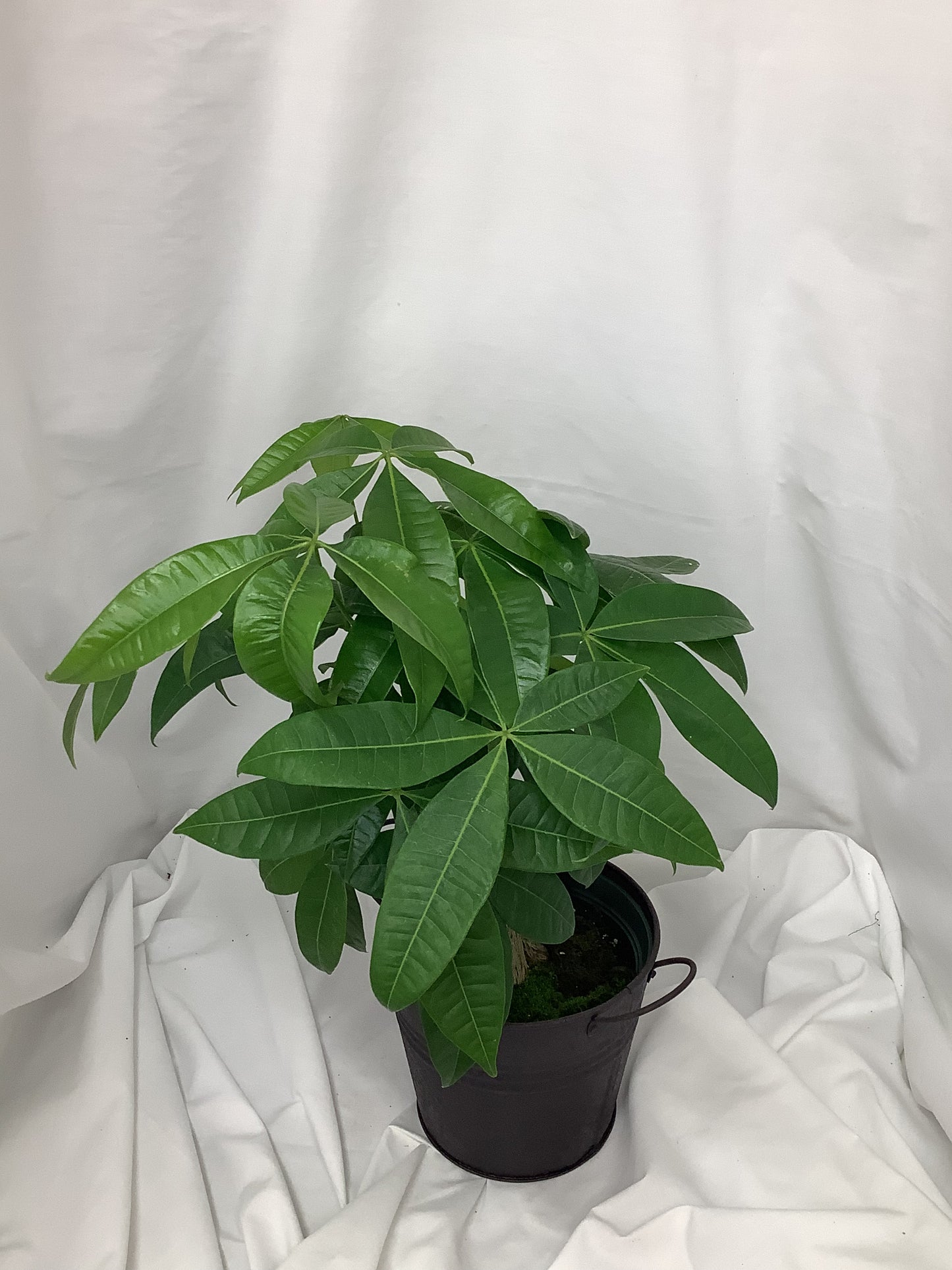 Pachira Aquatica "Money Tree" 6"