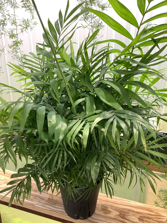 Palm Plant 6"