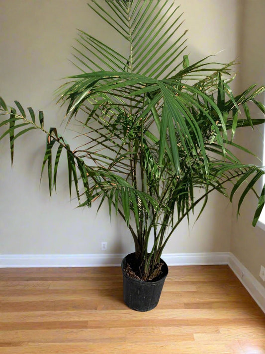 Palm Plant 10"