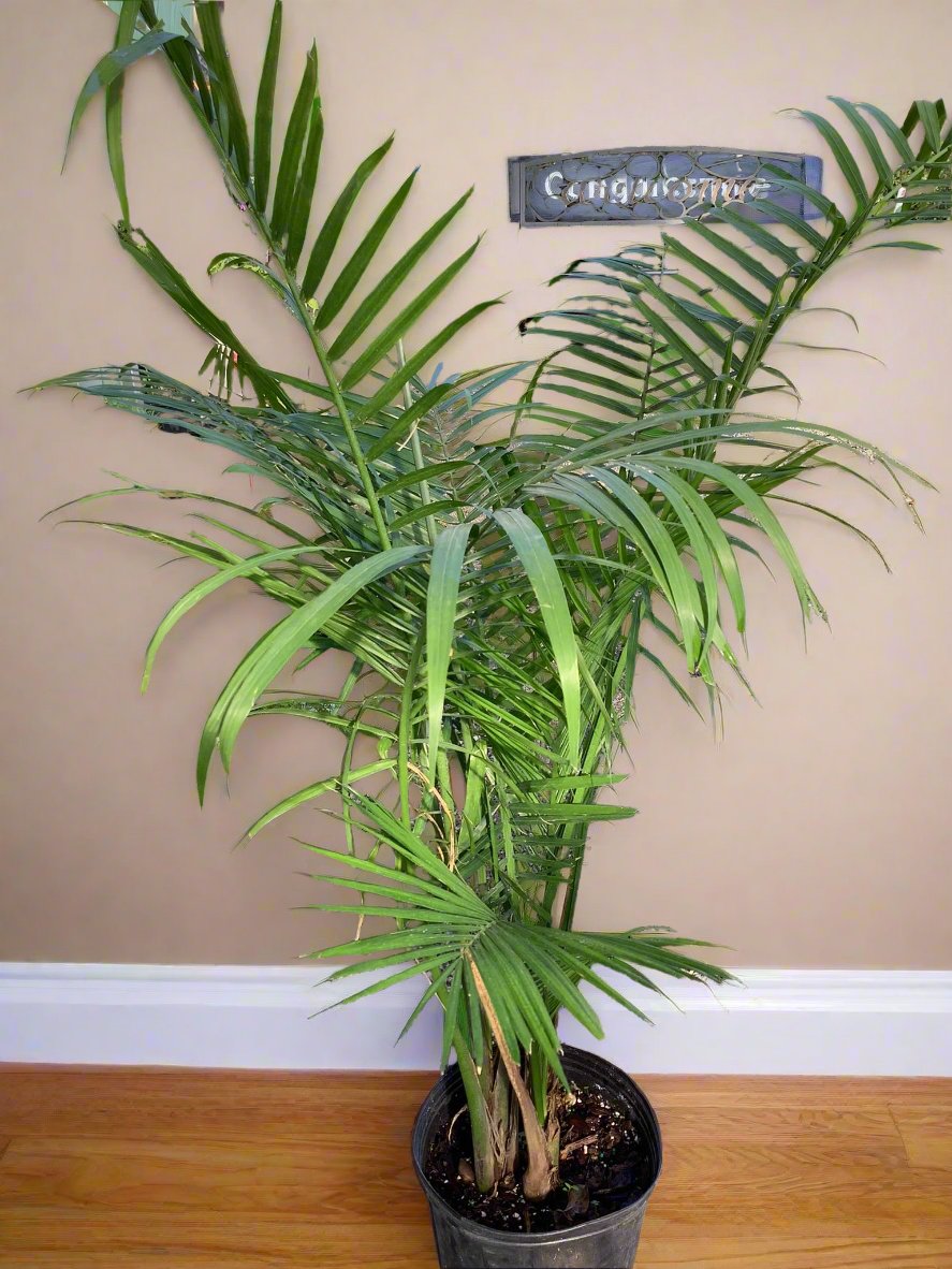 Palm Plant 10"