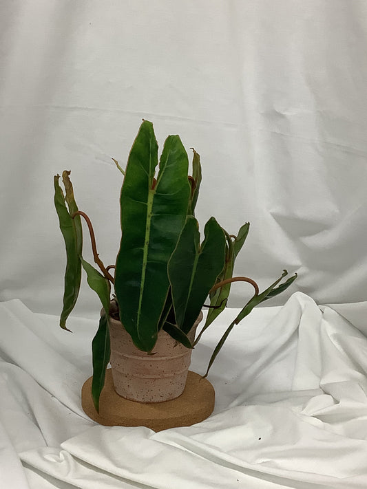 Philodendron Billietiae 4"