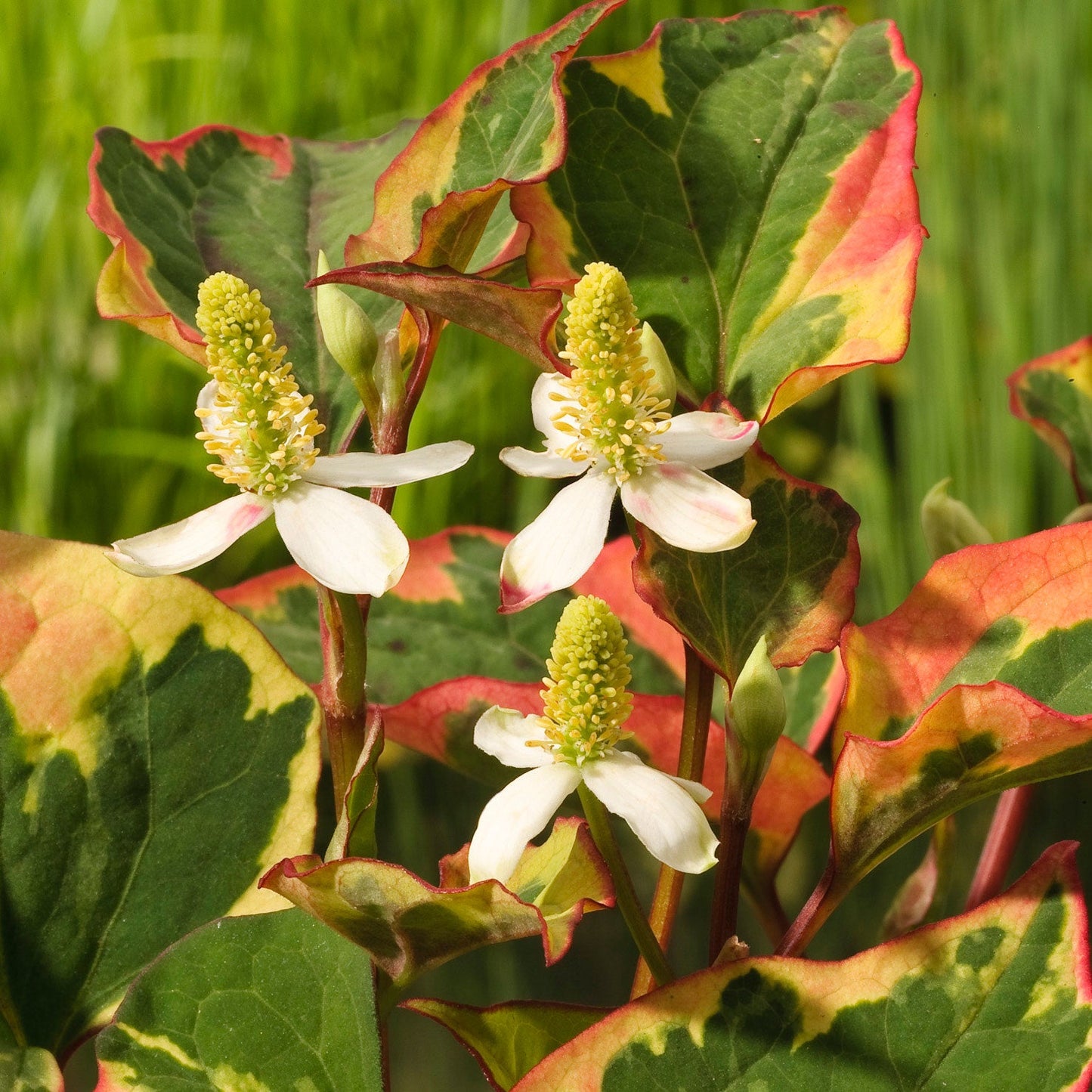 Houttuynia Chamelon