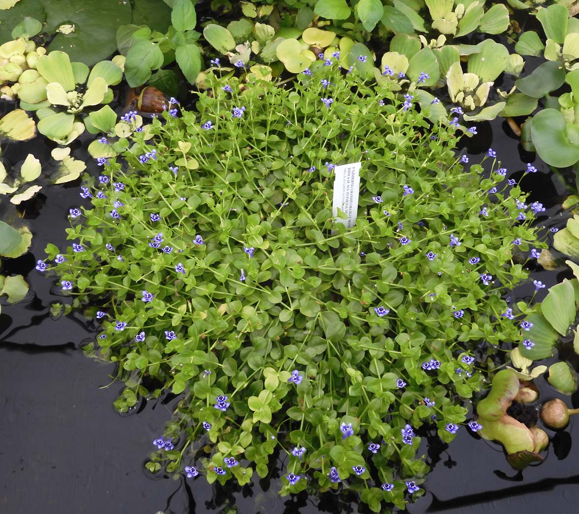 Lindernia Blue Moneywort
