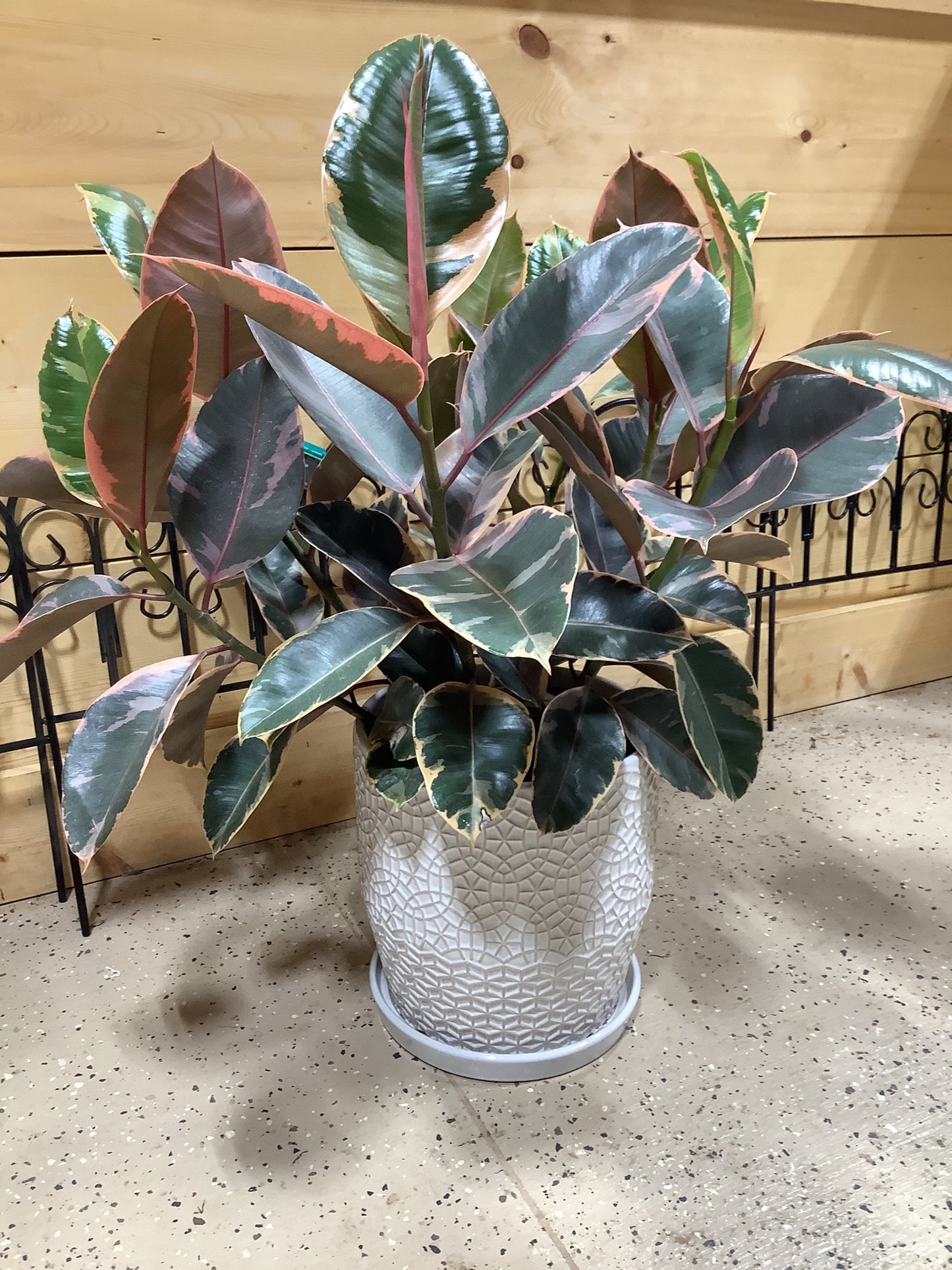 Ruby Red Rubber Tree 8"