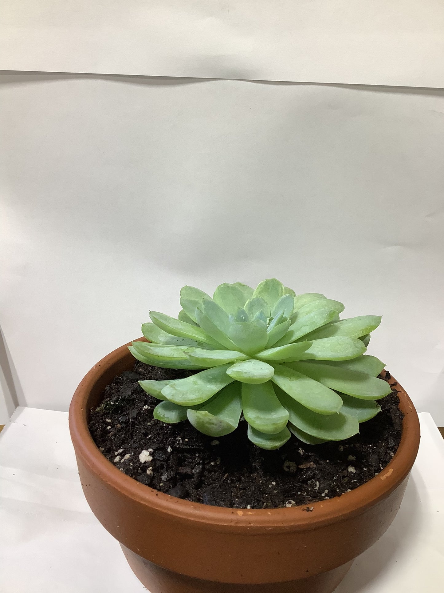 SUCCULANT HALF RED CLAY POT