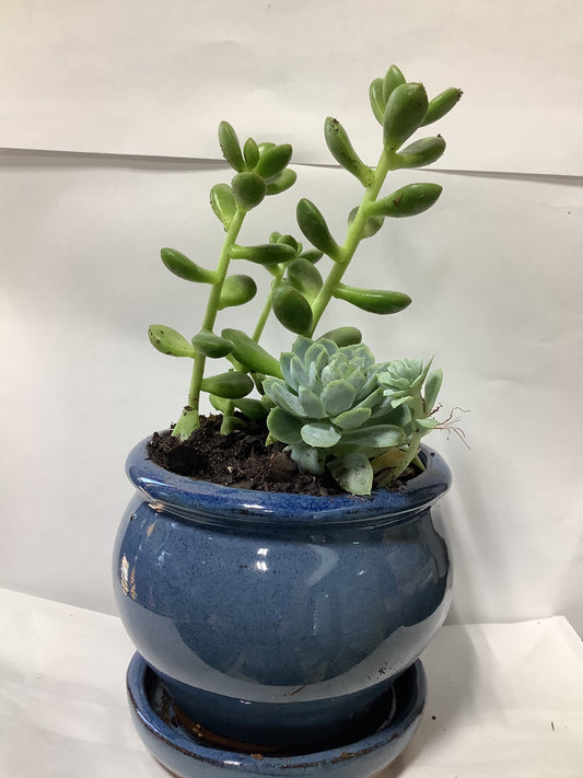 SUCCULENT BLUE SAUCER POT