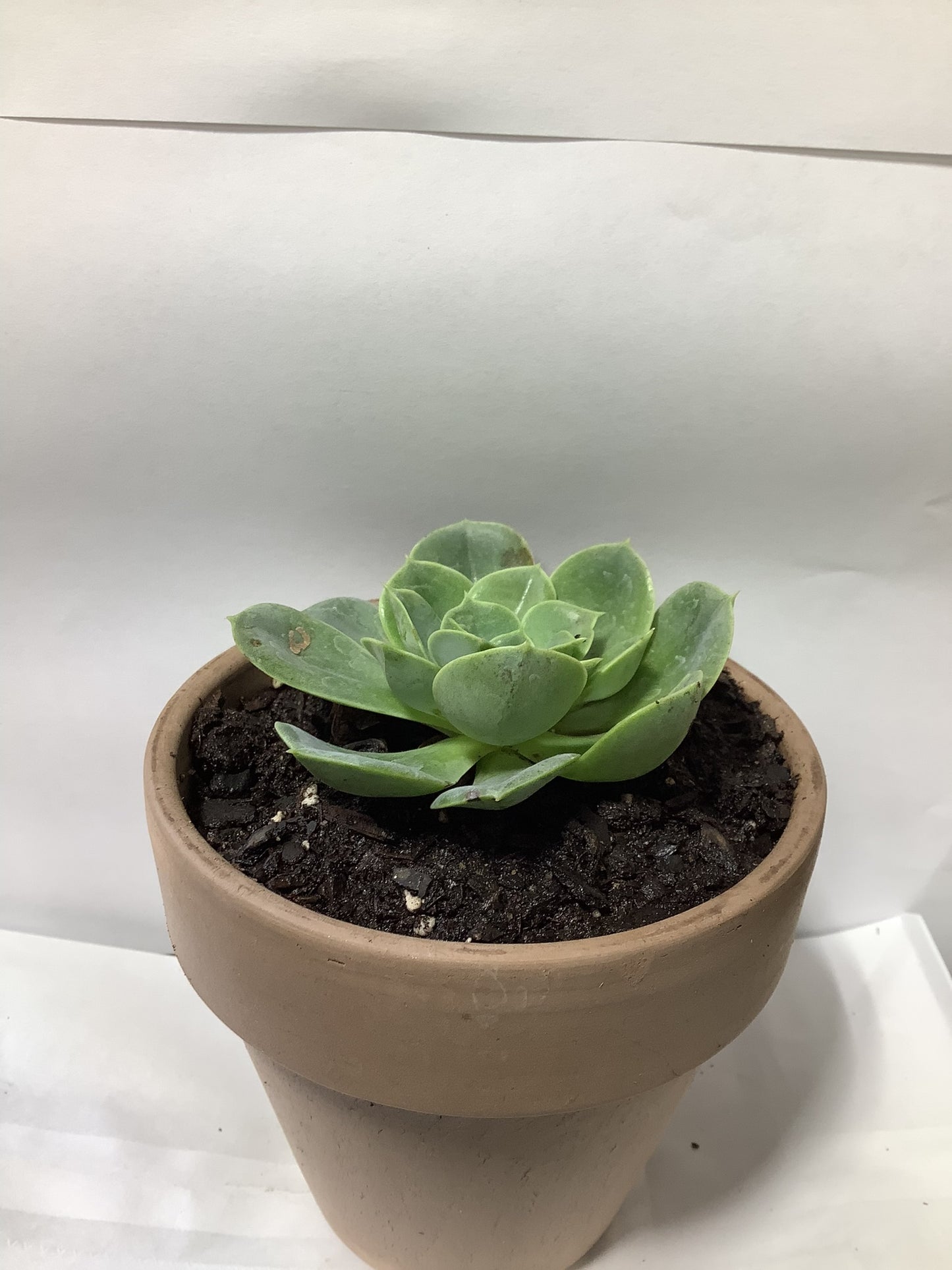 SUCCULENT BROWN CLAY POT