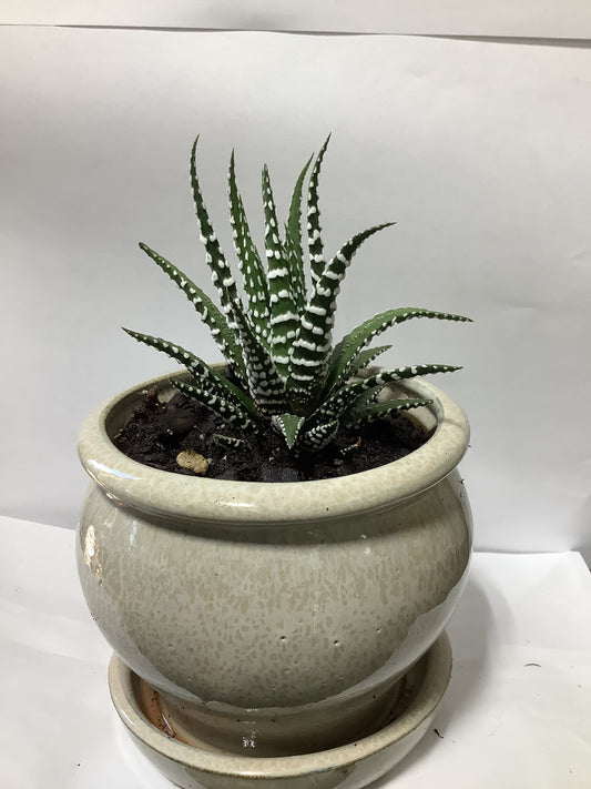 SUCCULENT CREAM GLAZED POT