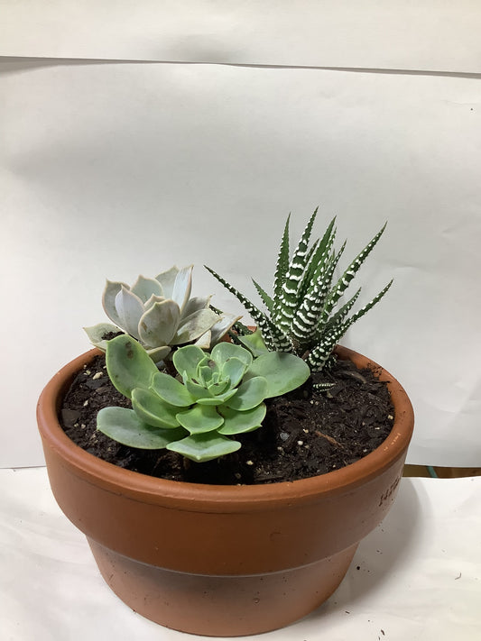 SUCCULANT HALF RED CLAY POT