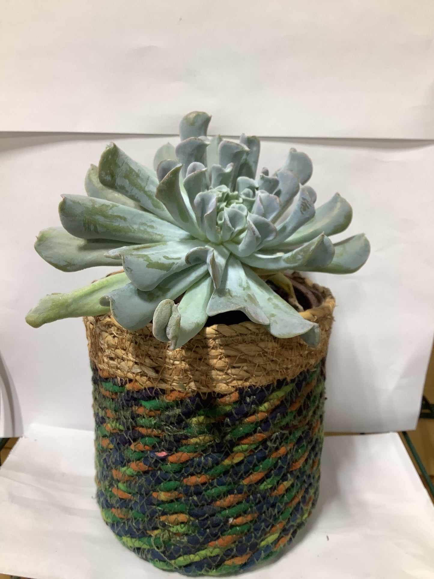 SUCCULENT RECYCLED GARMENT POT