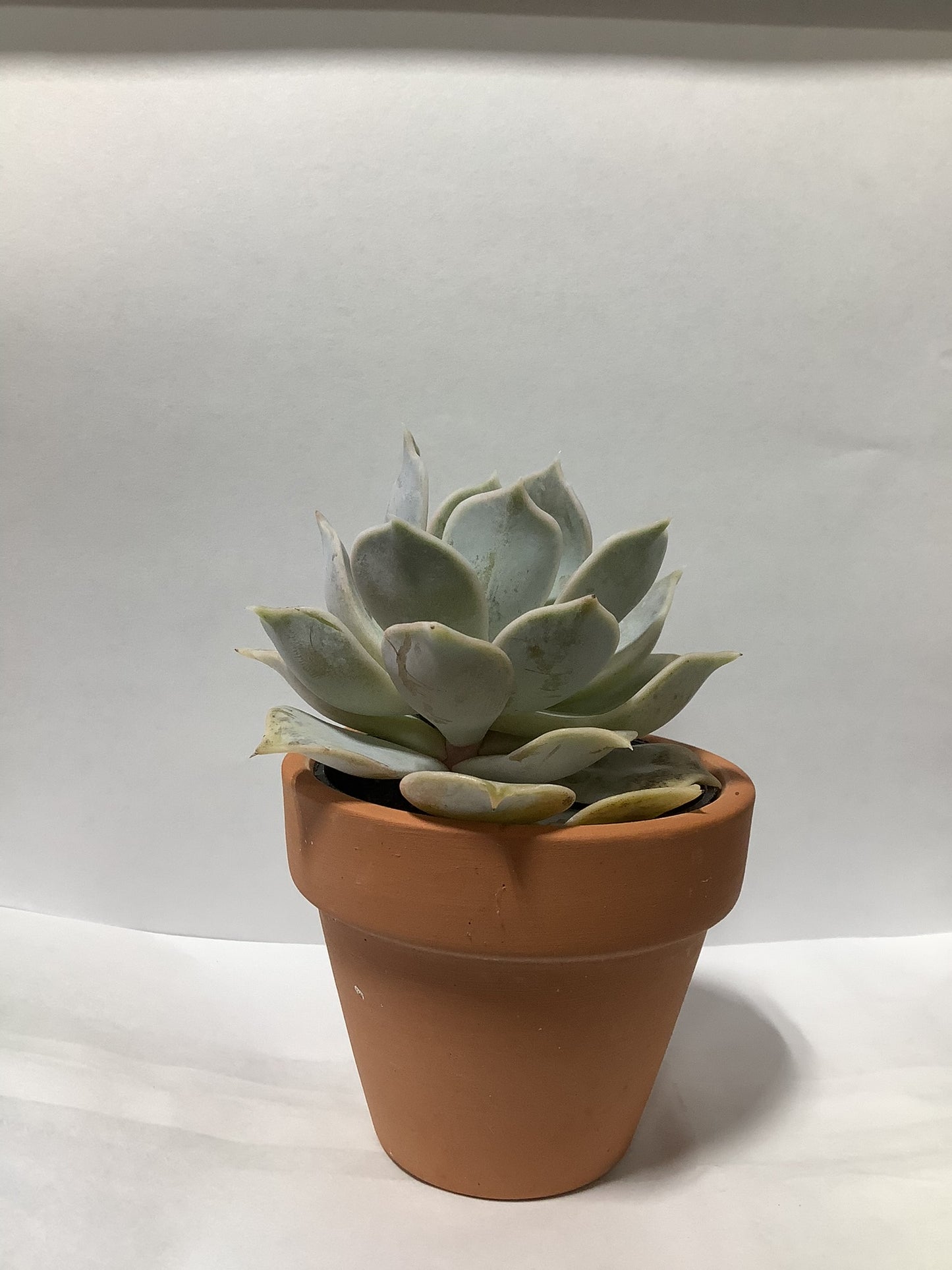 SUCCULENT RED CLAY POT 2.5