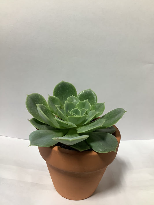 SUCCULENT RED CLAY POT 2.5