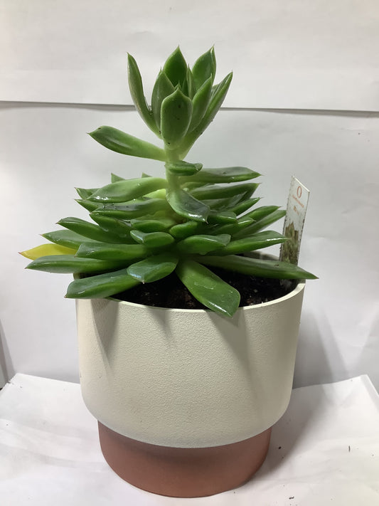 SUCCULENT VANILLA POT