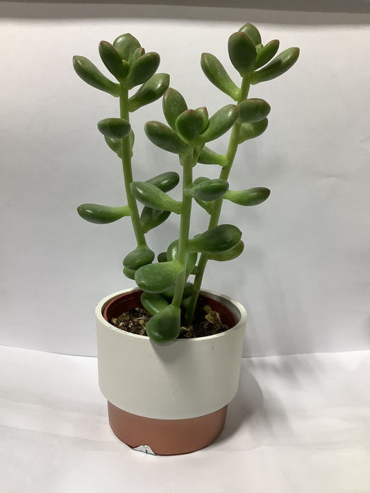 SUCCULENT VANILLA POT 2.5