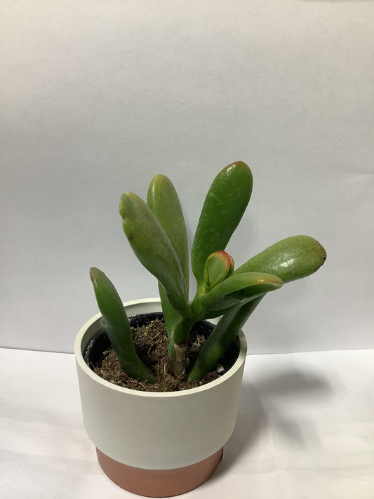 SUCCULENT VANILLA POT 2.5"