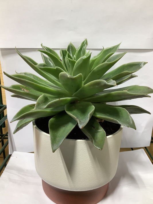 SUCCULENT VANILLA POT