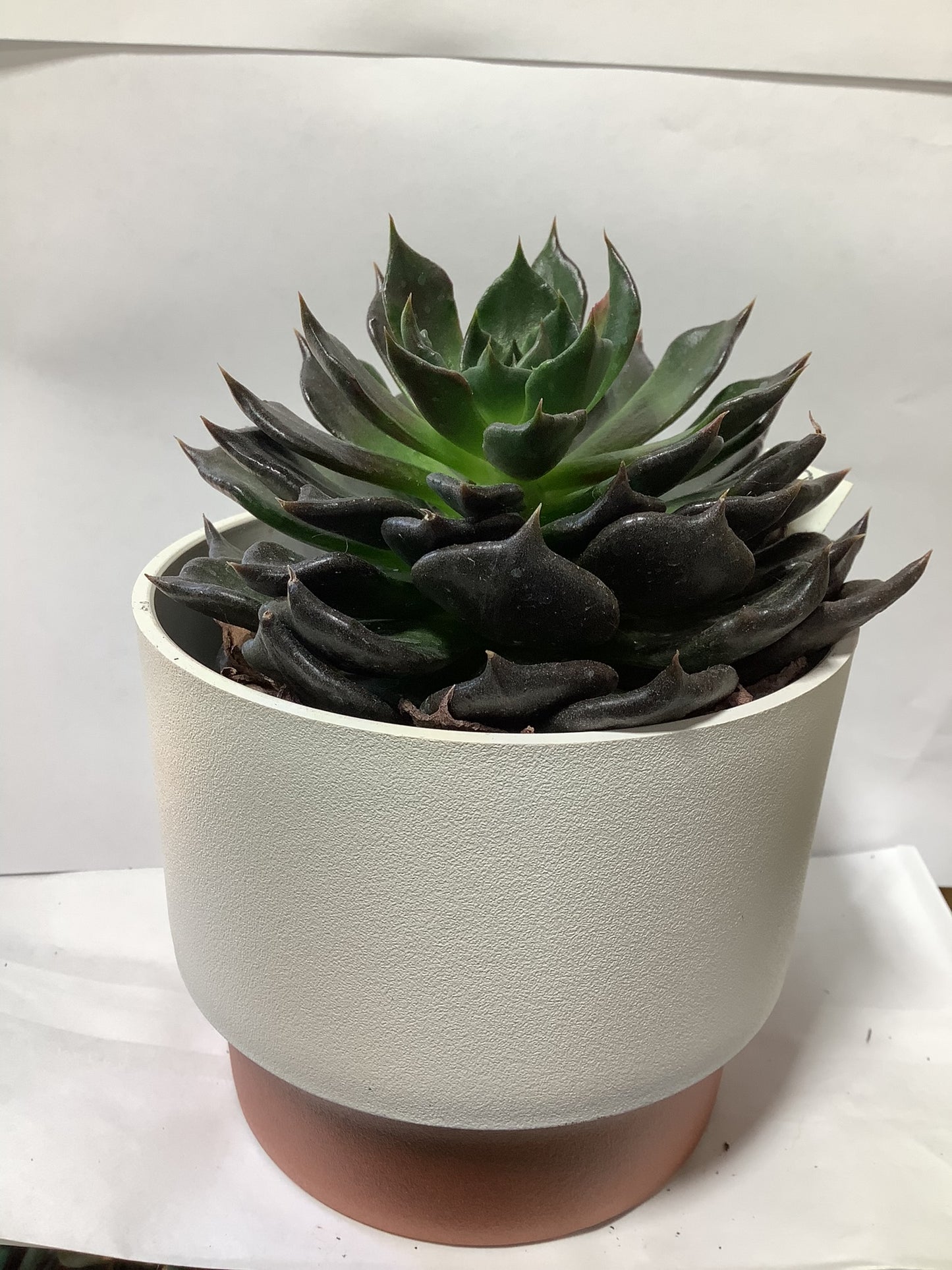 SUCCULENT VANILLA POT