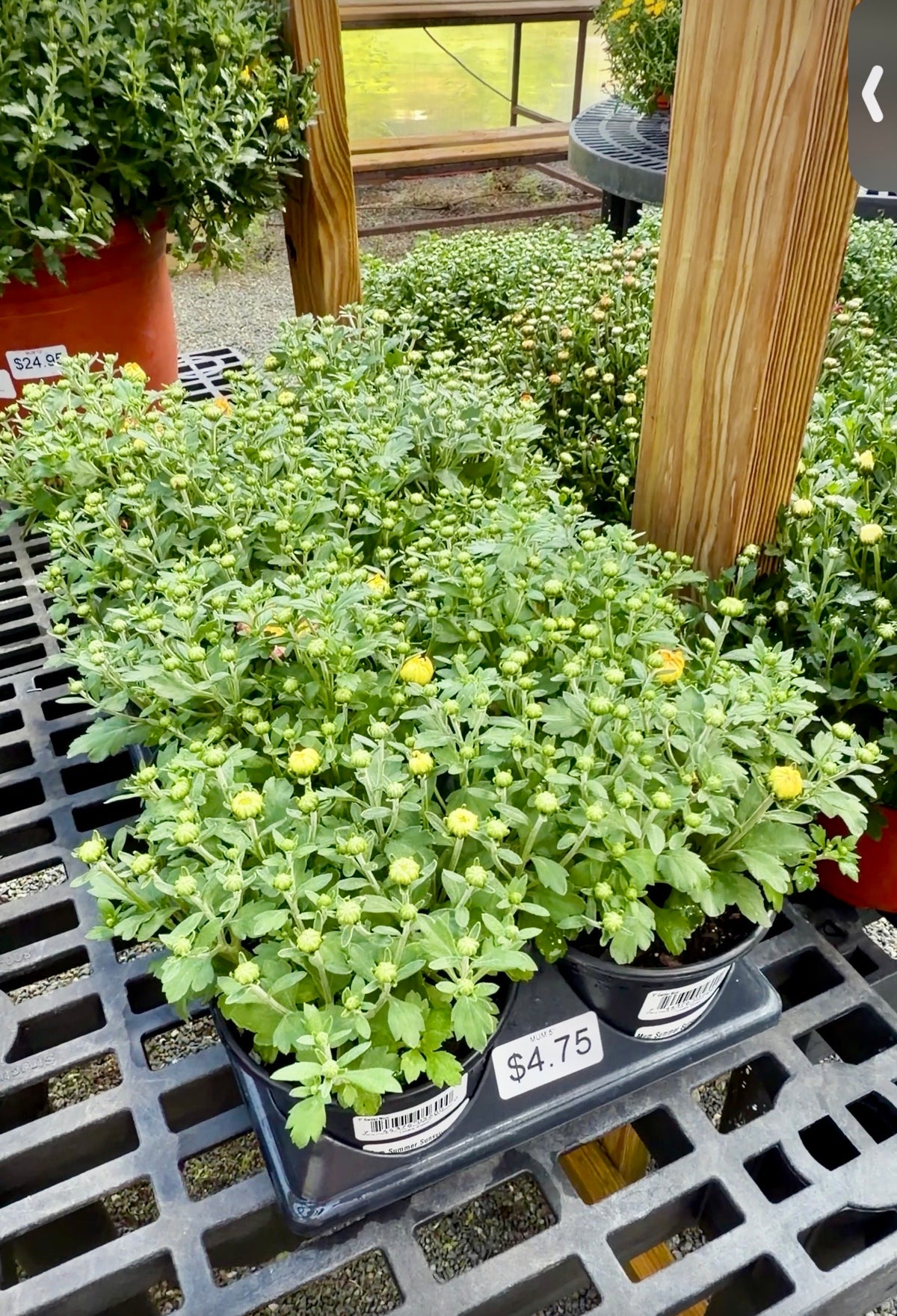 5" Fall Mums