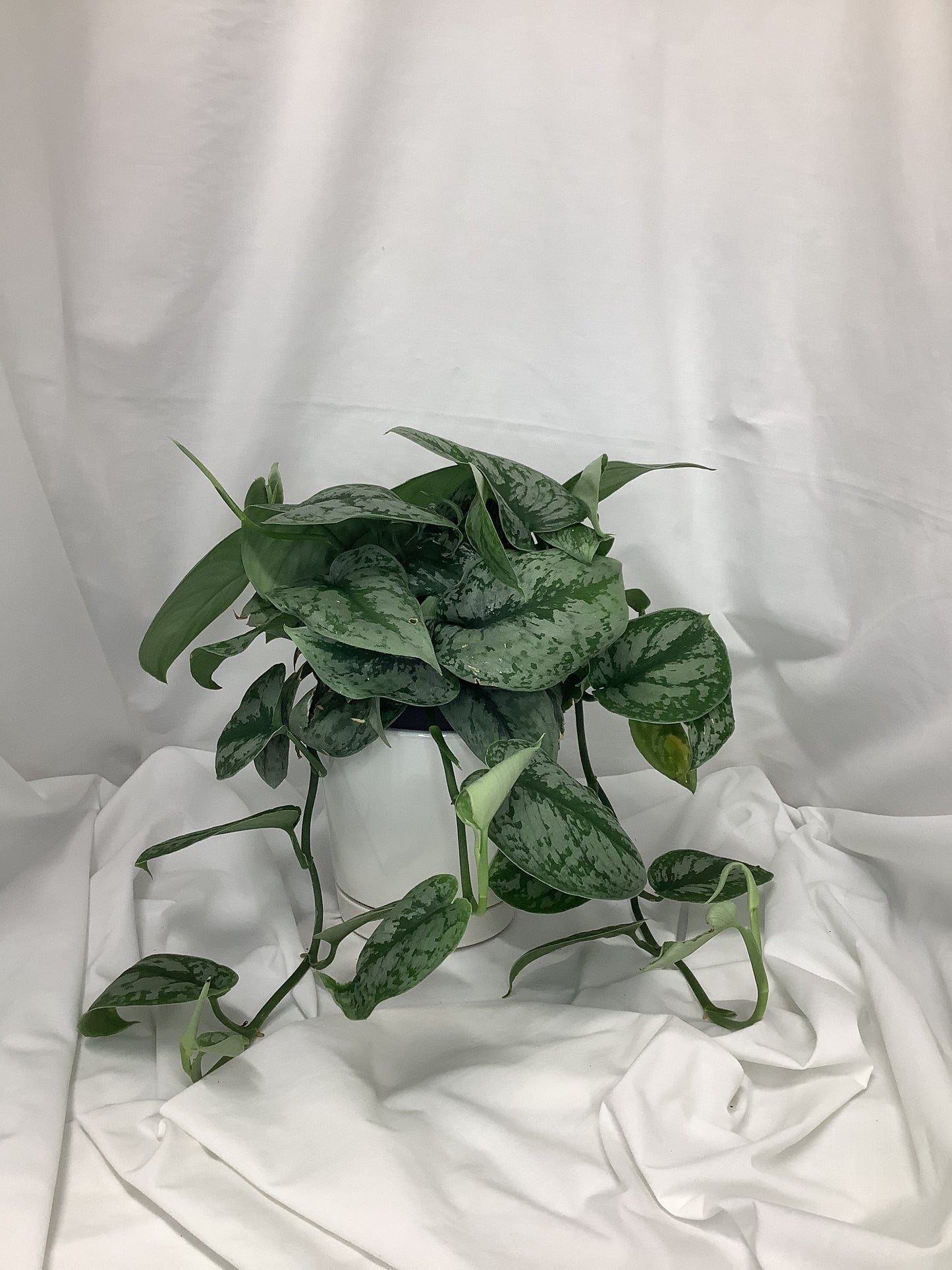 Silver Satin Pothos 6"