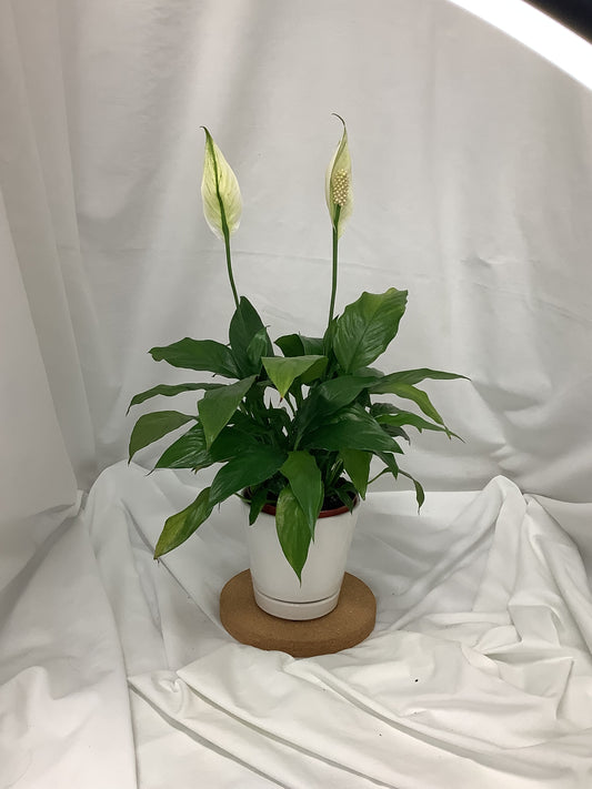 Spathiphyllum Wallisii Peace Lily 4"