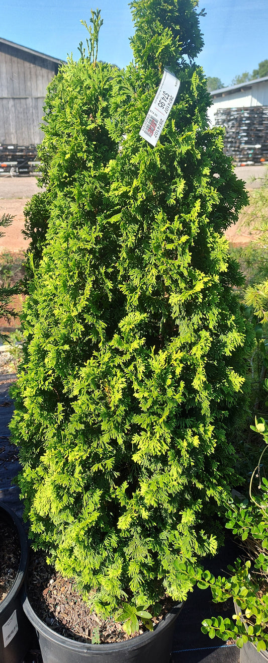 Thuja occidentalis 'Degroot's Spire' 7 Gallon