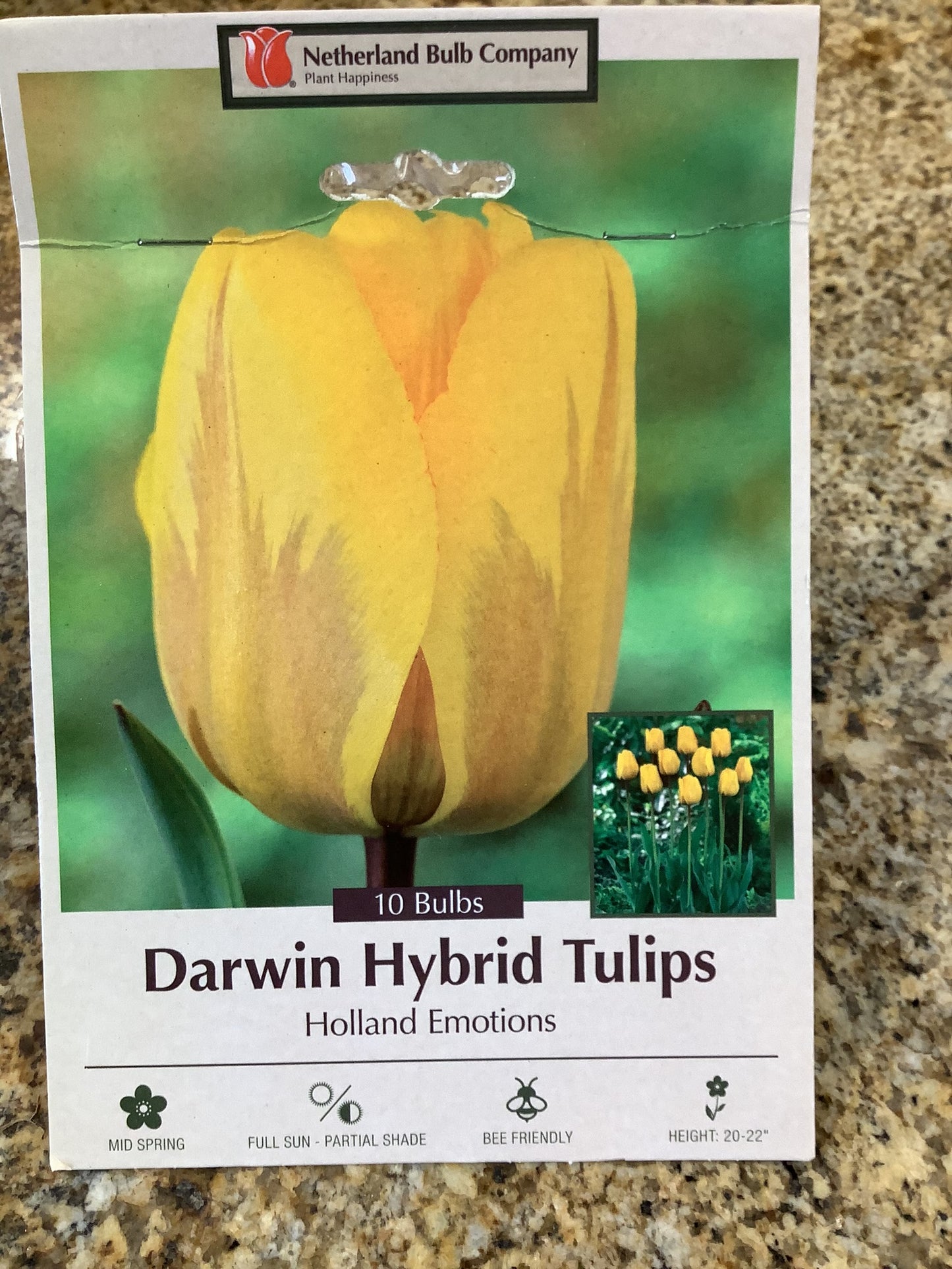 DARWIN HYBRID TULIPS HOLLAND EMOTIONS