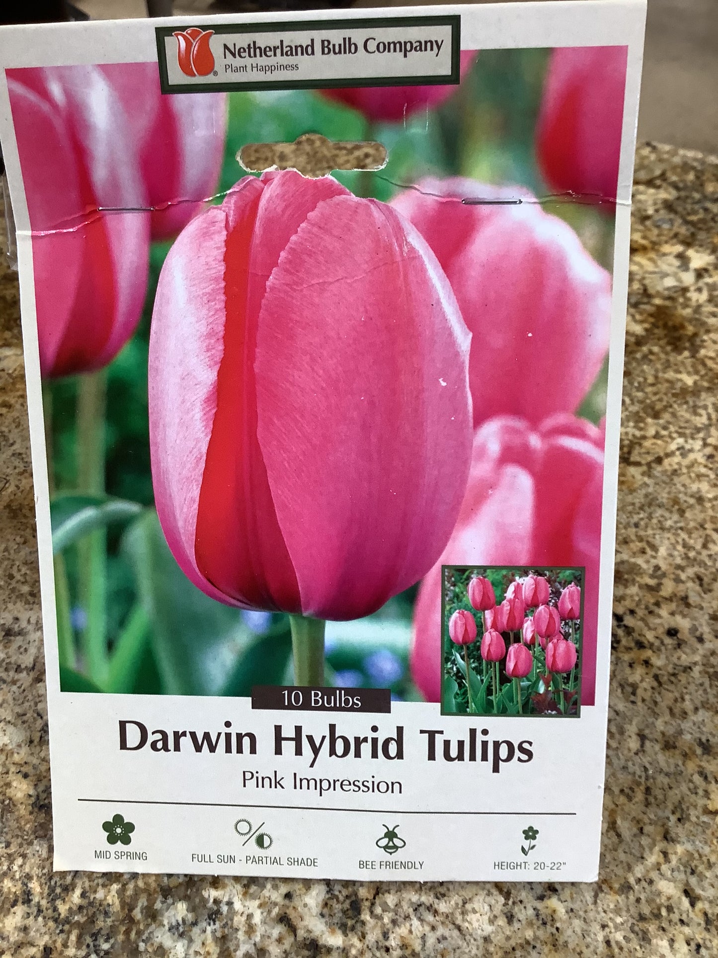 DARWIN HYBRID TULIPS PINK IMPRESSION