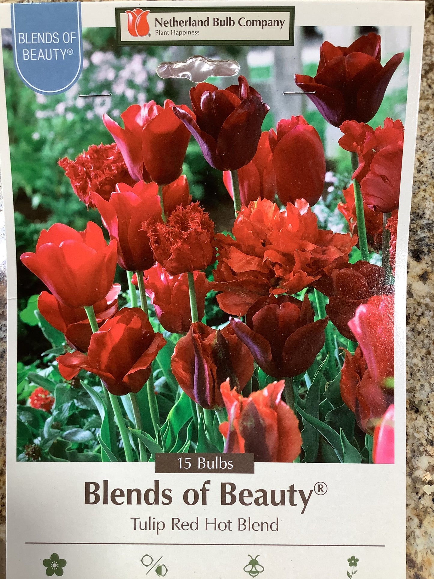 TULIP RED HOT BLEND