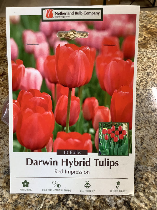 DARWIN HYBRID TULIPS RED IMPRESSION