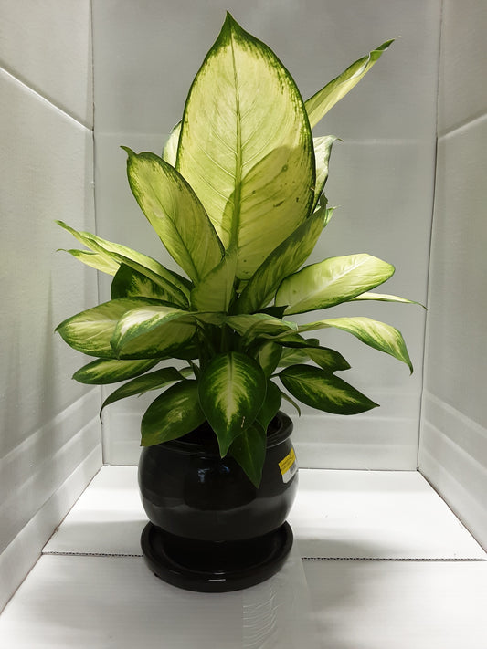 Tropic Marianne Dieffenbachia 6"