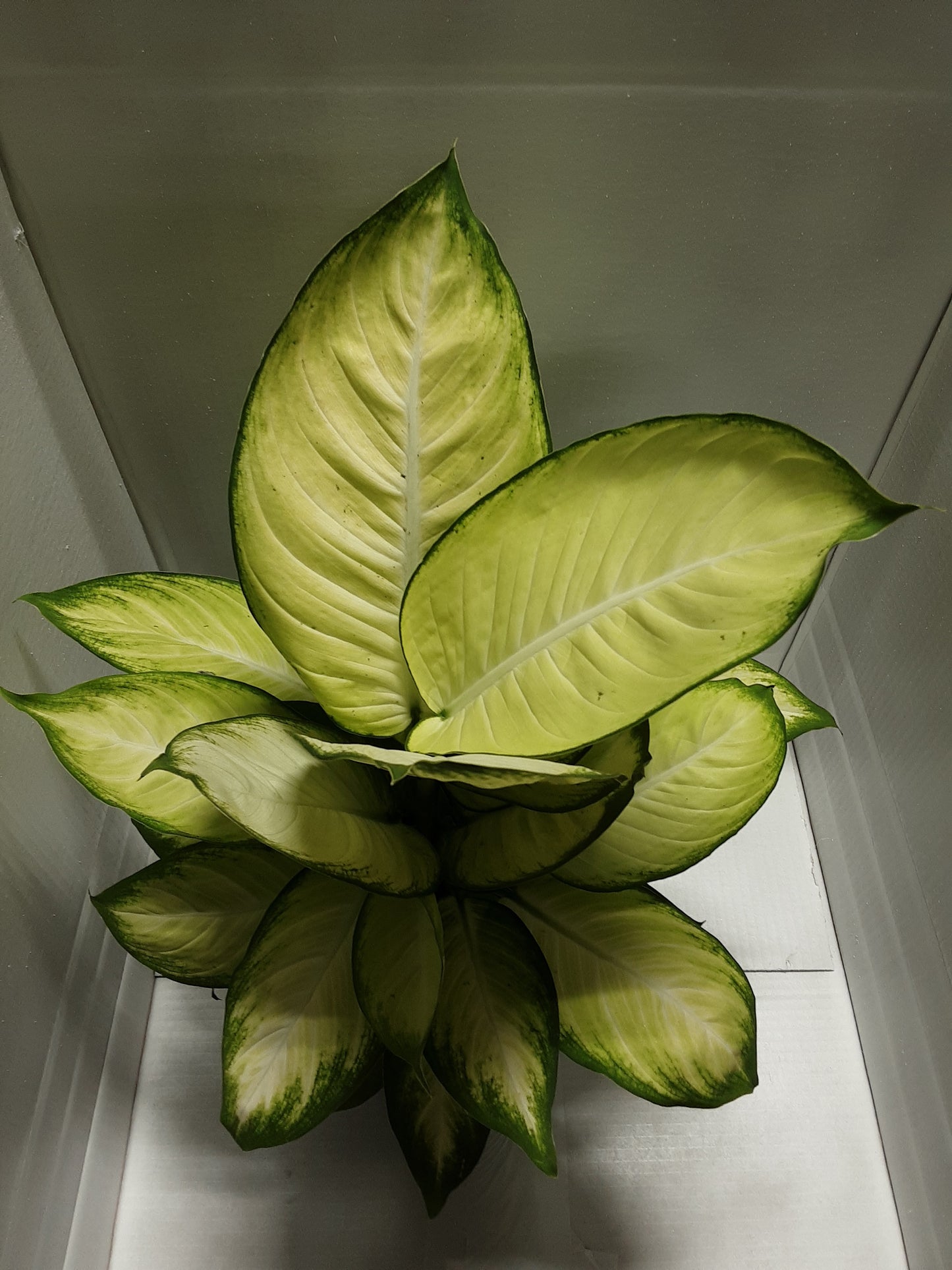 Tropic Marianne Dieffenbachia 6"