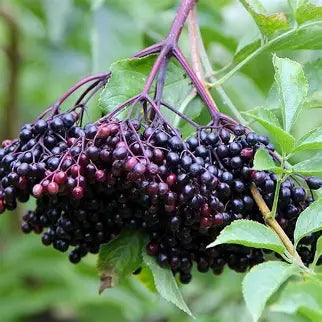 Bob Gordon Elderberry Shrub- 1 Gallon