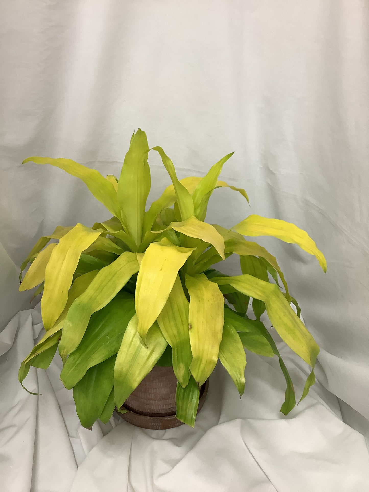 Dracaena Fragrans Limelight 6"