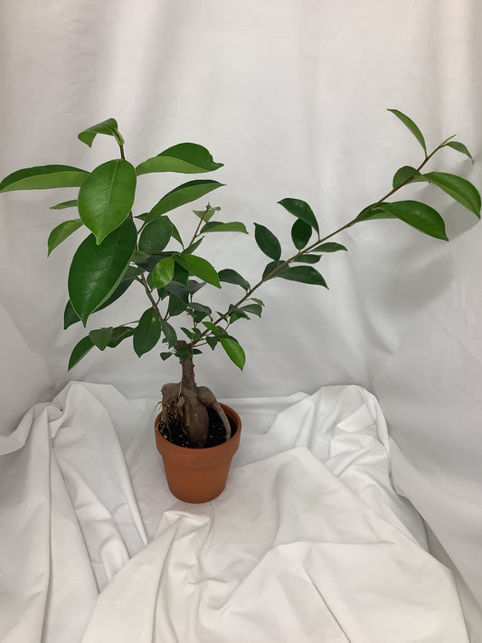 Ficus Microcarpa 4"
