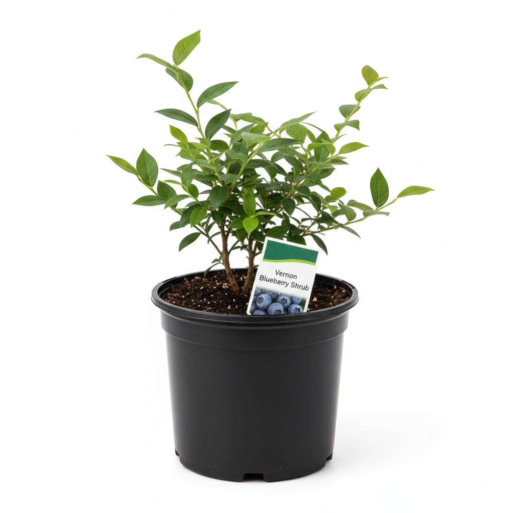 Vernon Blueberry Shrub- 1 Gallon